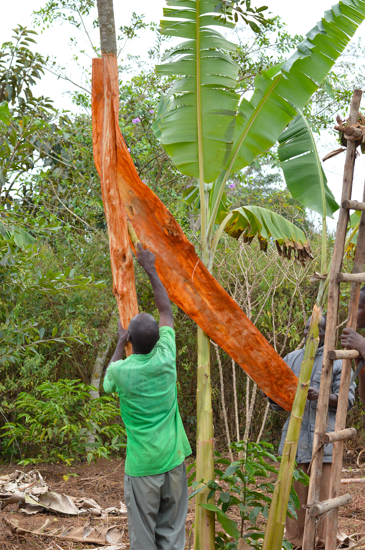 Bark being stripped from a Ugandan Mutuba tree. Photography: Kirsten Scott